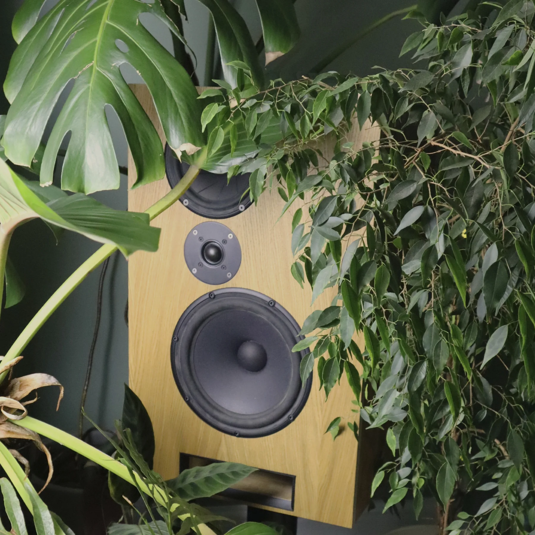 Cwen loudspeaker framed by large green plants